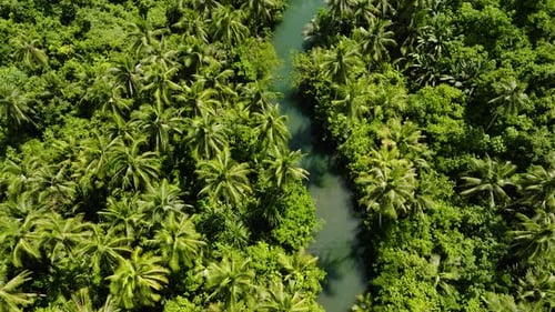 Narrow River Through Palms Siargao Philippines
