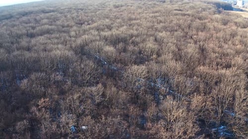 Brown trees in forest. Flight over the forest without leaves. Naked trees with no leaves.