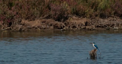 Tourné vers la gauche, assis sur un perchoir sur le côté droit, le martin-pêcheur à collier Todiramphus chlor
