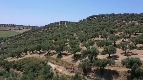 Aerial View of Agricultural Olive Tree Orchards on Hills on a Sunny Summer Day in Calabria Region