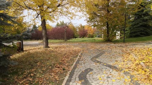 Herbstlaub Straßenlandschaft