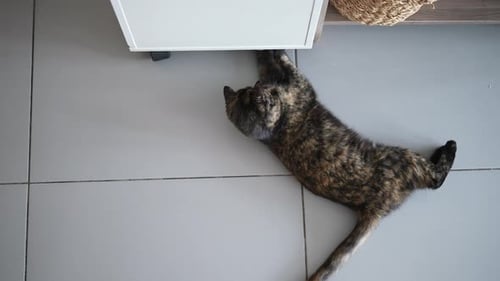 Top View of Curiosity Tortoiseshell Cat Lying Relaxing on Floor Playing with Toy at Home Enjoy