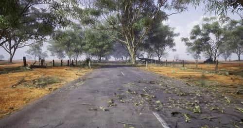 Road Lined with Trees and Scattered Debris in a Rural Setting After a Storm