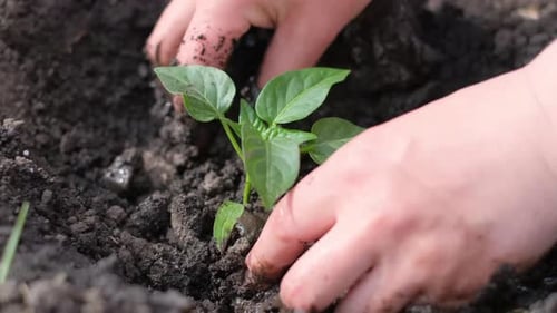 Closeup of a Woman's Hand Planting a Young Green Plant Dry Soil in the Garden