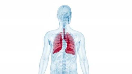 Human lungs breathing animation showing respiratory system function in 4k detail
