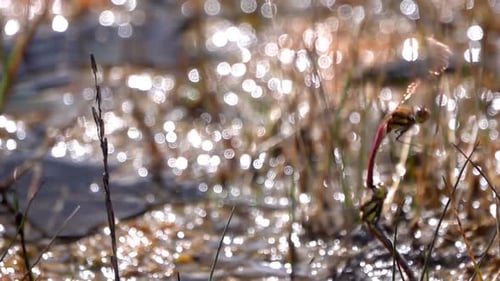 Red dragonflies mating and flying together over grass, Nepal