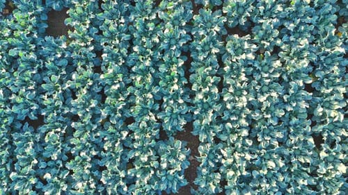 Aerial View of Leafy Green Plants in a Field
