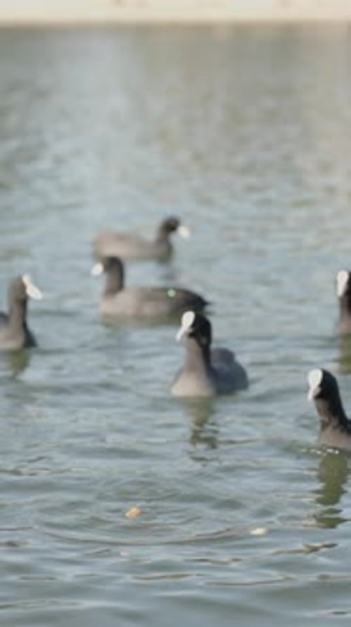 Vidéo verticale. Une volée d'oiseaux Fulica atra sur l'eau se précipitant pour être les premiers à atteindre un morceau
.