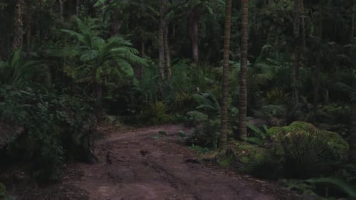 Mysterious Forest Path Surrounded By Lush Greenery and Shadows at Dusk