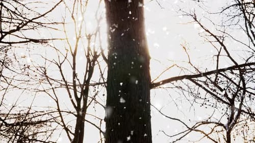Nature and Wildlife Concept - Snow Falling Over Bald Trees in Winter