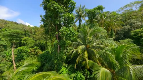 Flight Through the Lush Tropical Rainforest in Thailand