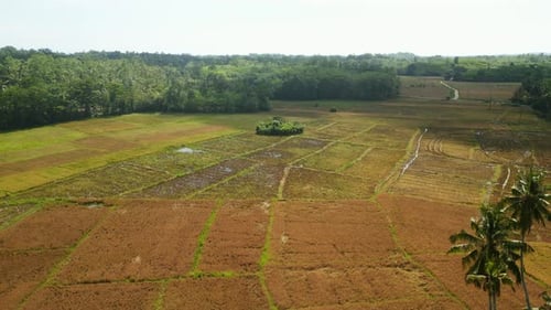 Aerial Drone Footage Over Expansive Rice Fields Ready for Harvest Golden Paddies Stretch Out in