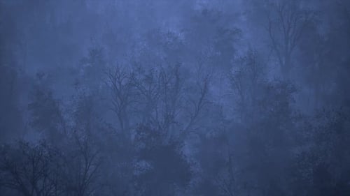 Night Forest