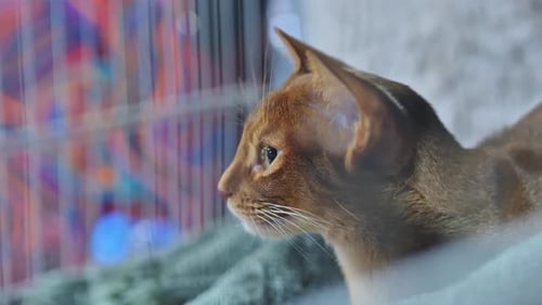 Graceful Abyssinian Cat with Alert Eyes in Exhibit Cage, Calm and Elegant, Close Up