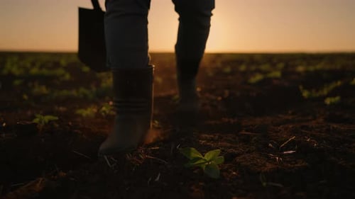 Ökologische Landwirtschaft und Agrarindustrie Männlicher Landarbeiter geht auf dem Boden spazieren, Nahaufnahme von Füßen, Mensch und Natur