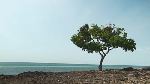 A tree grows alone in the rocks on the beach