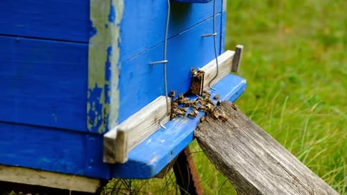 Slowmotion Video Bees Enter and Circle Around the Hive and Put the Freshly Floral Nectar and Flower