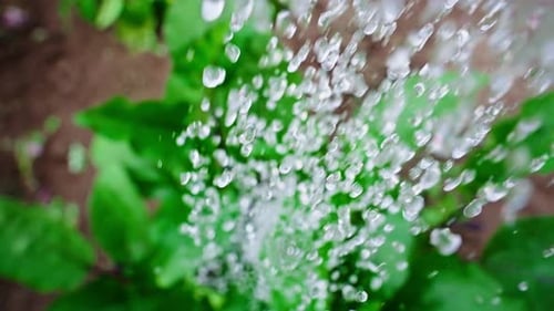 Water Droplets Splashing on Green Plant