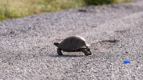 Schildkröte