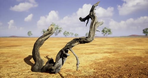 Weathered Dead Wood Branch in Dry Desert Landscape