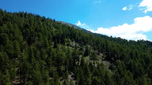 Herrliche Pinienwälder, Berglandschaften
