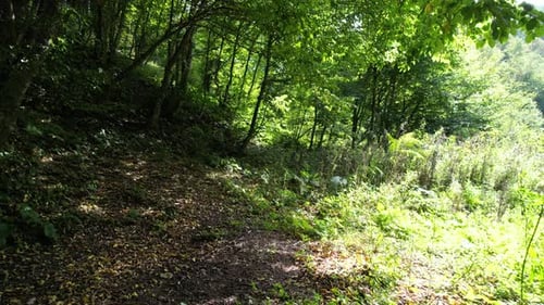 Im Inneren von Wald und Sonnenlicht