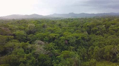Drohnenaufnahme aus der Luft: Flug über einen Dschungel in Costa Rica mit Blick auf die üppige Vegetation darunter; neblig h