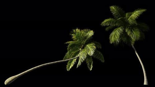 Various animated palm trees on a transparent background using an alpha channel.