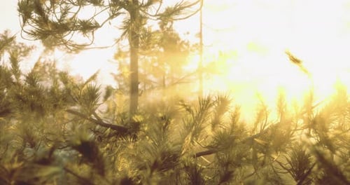 Sunlight Filters Through Trees in a Serene Forest Setting During Morning Hours