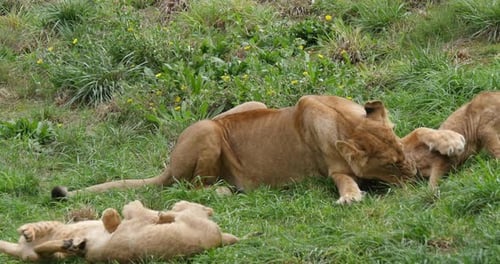 African Lion, panthera leo, Female Playing with Cub, Real Time 4K