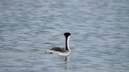 Western Grebe hen swimming as she carries her babies on her back
