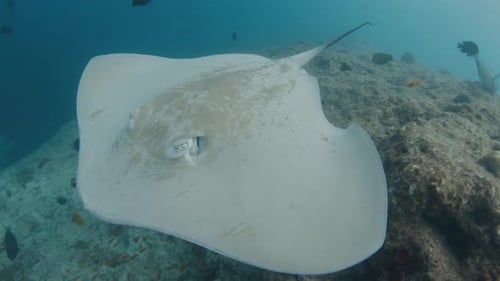 Stingray Glides Over the Sea Floor and Passes Close to the Camera