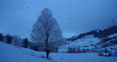 Winter Wonderland Forest Trees Woodland Scenery Outdoors