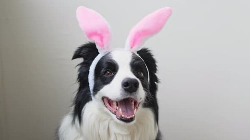 Concepto de feliz Pascua, preparación para las vacaciones, lindo y divertido cachorro Border Collie con conejito de Pascua