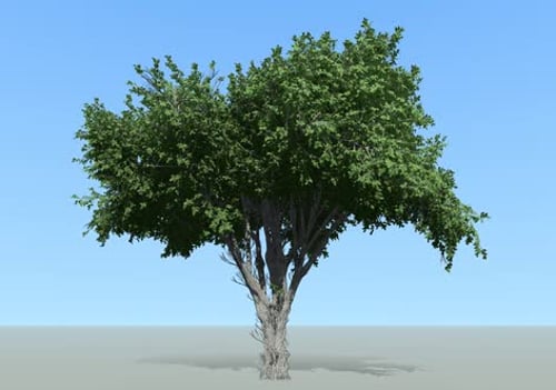 Isolated 3D Tree with Moving Leaves for Nature Scenes