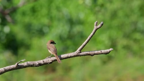 Seen from its back perched on a bare branch while looking to the right and then to the left during a