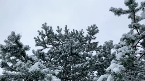 Snow Covered Trees in a Winter Scene