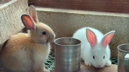 Baby rabbits (kits) inside hutch inside the farm,