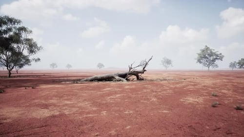 A Barren Desert Landscape with a Lone Dead Tree Standing Tall