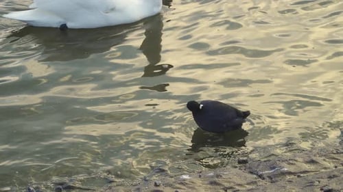 CHEW VALLEY, SOMERSET, UNITED KINGDOM, December 30, 2019: Coot birds (Fulica rallidae) walking and s