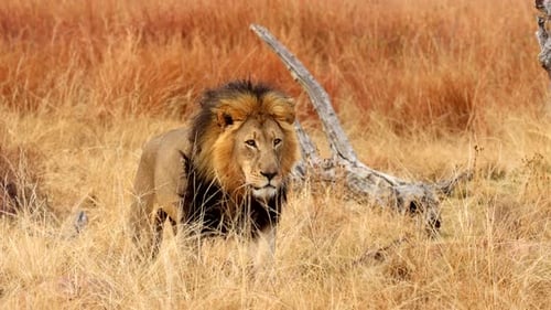 Lion Strolls Through Tall Grass