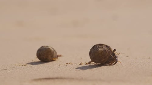 Hermit Crabs Resting And Crawling On The Beach