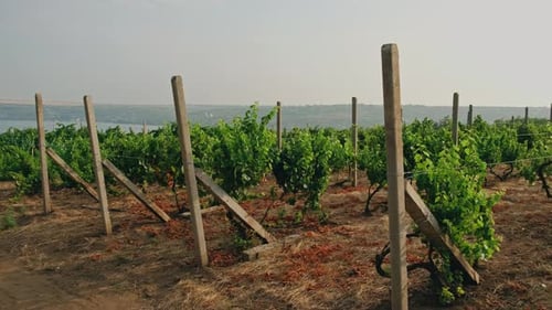 A Beautifully Serene Vineyard Nestled By the Calm Water Underneath the Vast Open Sky
