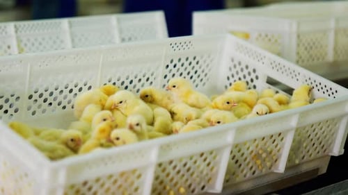 Entzückende gelbe Mädels, die sich in der Plastikbox bewegen. Anbau von Geflügelnachwuchs in der Fabrik. Nahaufnahme