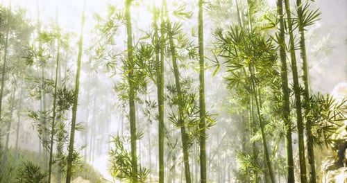 Lush Green Bamboo Forest with Sunlight Filtering Through Trees
