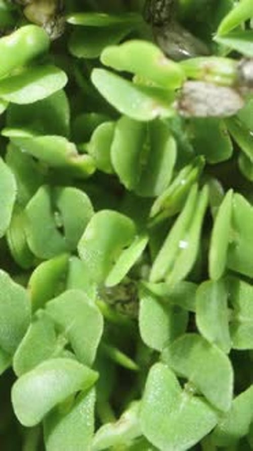 Vertical video. Top View of Chia Seeds Sprouted into Microgreens. Dolly slider extreme close-up.