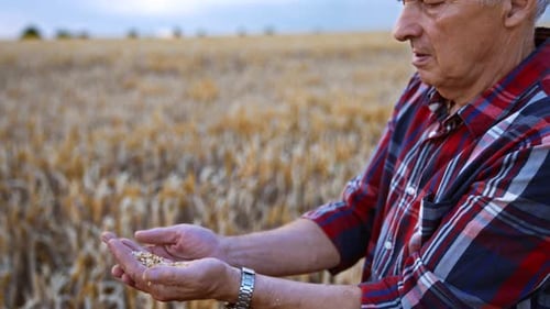 Old Caucasian man pouring wheat grain from hand to hand. Hard-working farmer in the field.