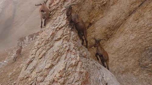 Mountain Goats Climbing Precarious Rocky Terrain Displaying Remarkable Agility While Navigating