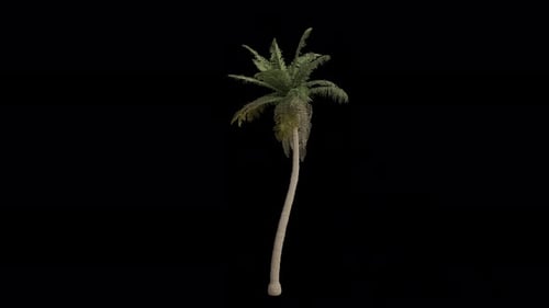 Coconut Tree blowing in the wind. Alpha Channel. Loop Animation