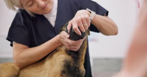 Woman Veterinary Doctor Checking Dog Teeth At Clinic